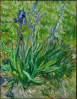 Iris, Vincent van Gogh